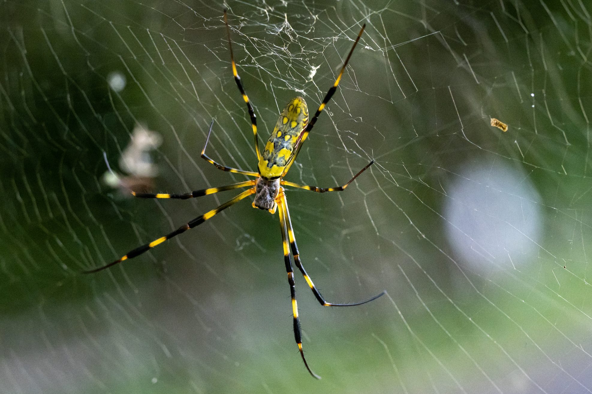 A yellow and black spider hangs mid-web, weaving its delicate silk strands in a verdant, blurred background filled with soft, diffused light.