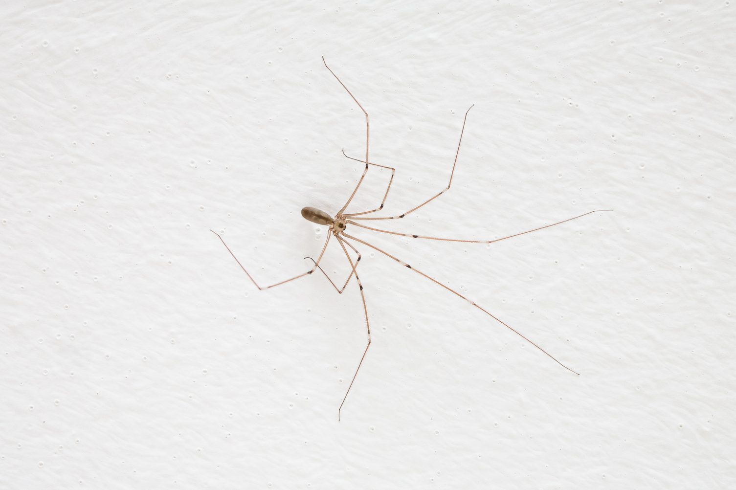 A long-legged spider moves across a textured white surface, its thin body and delicate limbs contrasting sharply against the light background.