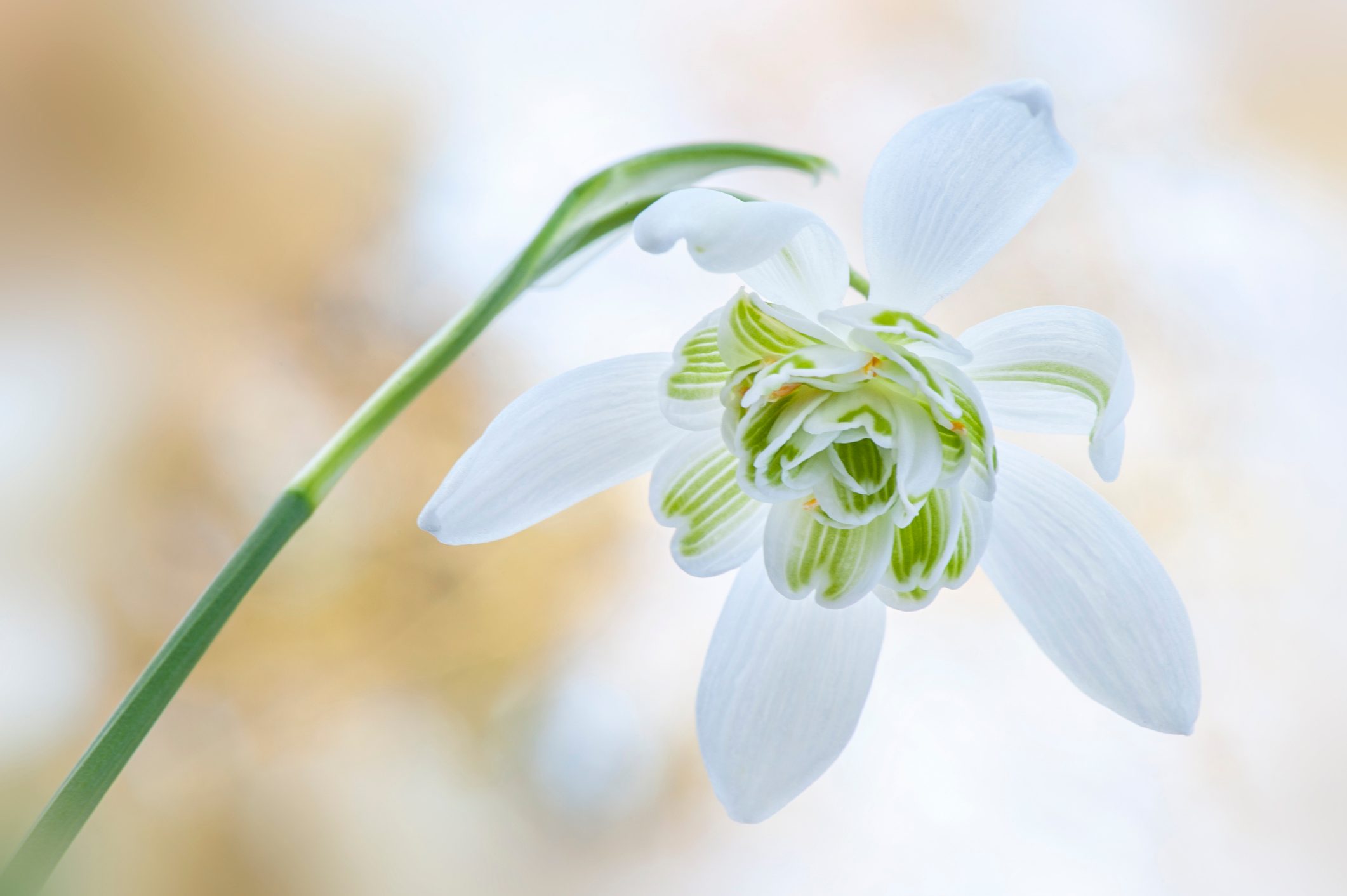 Close-up image of a beautiful, spring, white double flowered snowdrop, Galanthus nivalis 