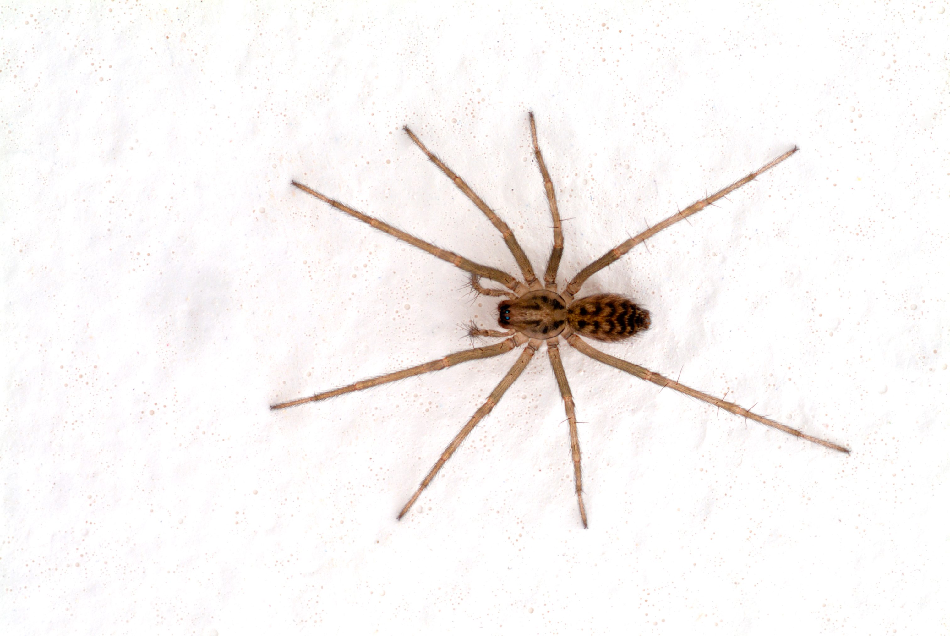 A spider rests on a textured white surface, displaying its long legs and patterned body as it remains motionless in its environment.