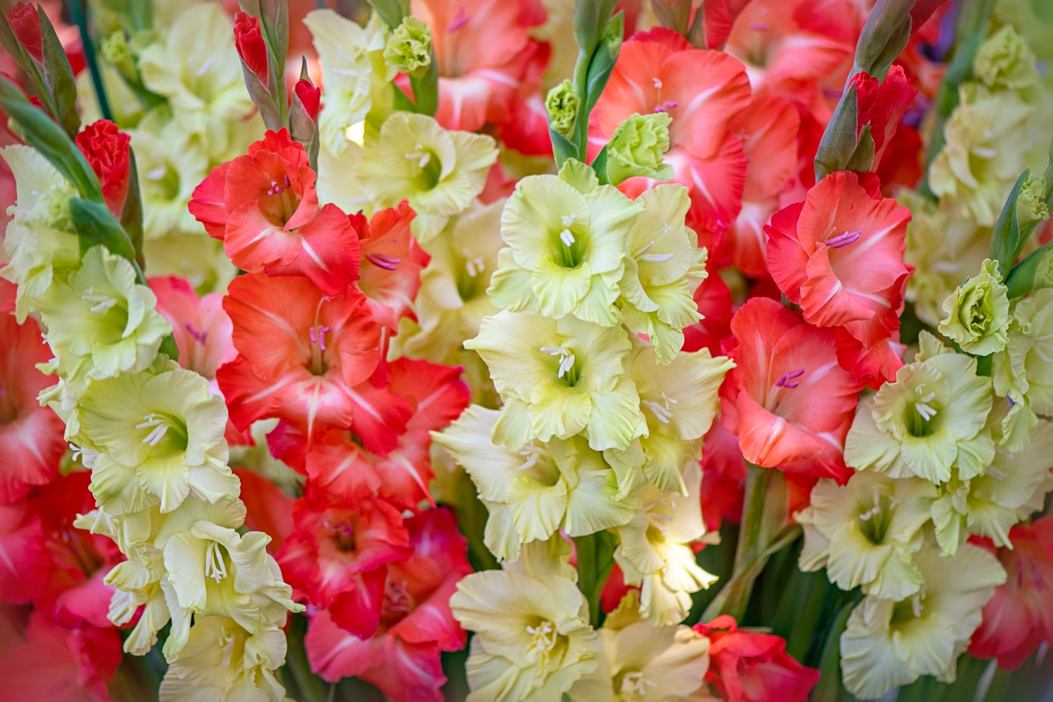 Beautiful summer cream and red Gladioli flowers also known as sword lillies