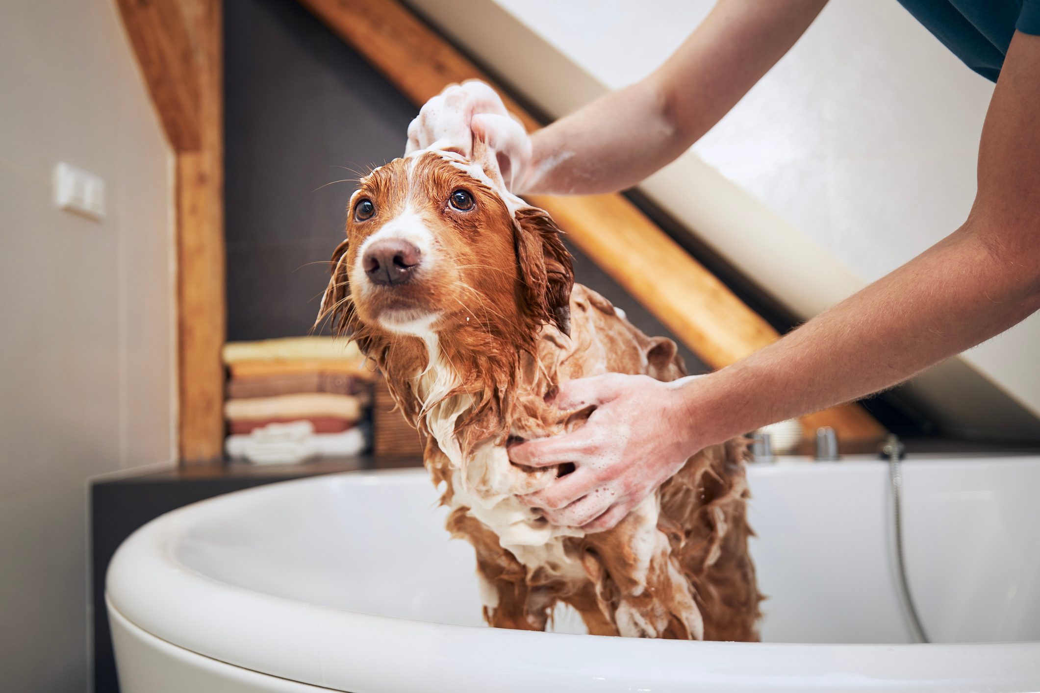 Dog taking bath at home