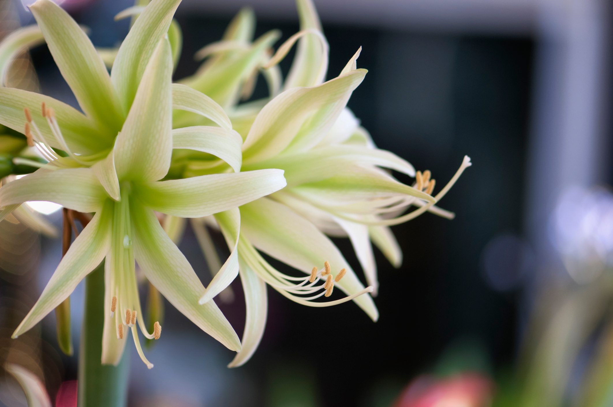 Cybister Amaryllis Evergreen Houseplant Flowers