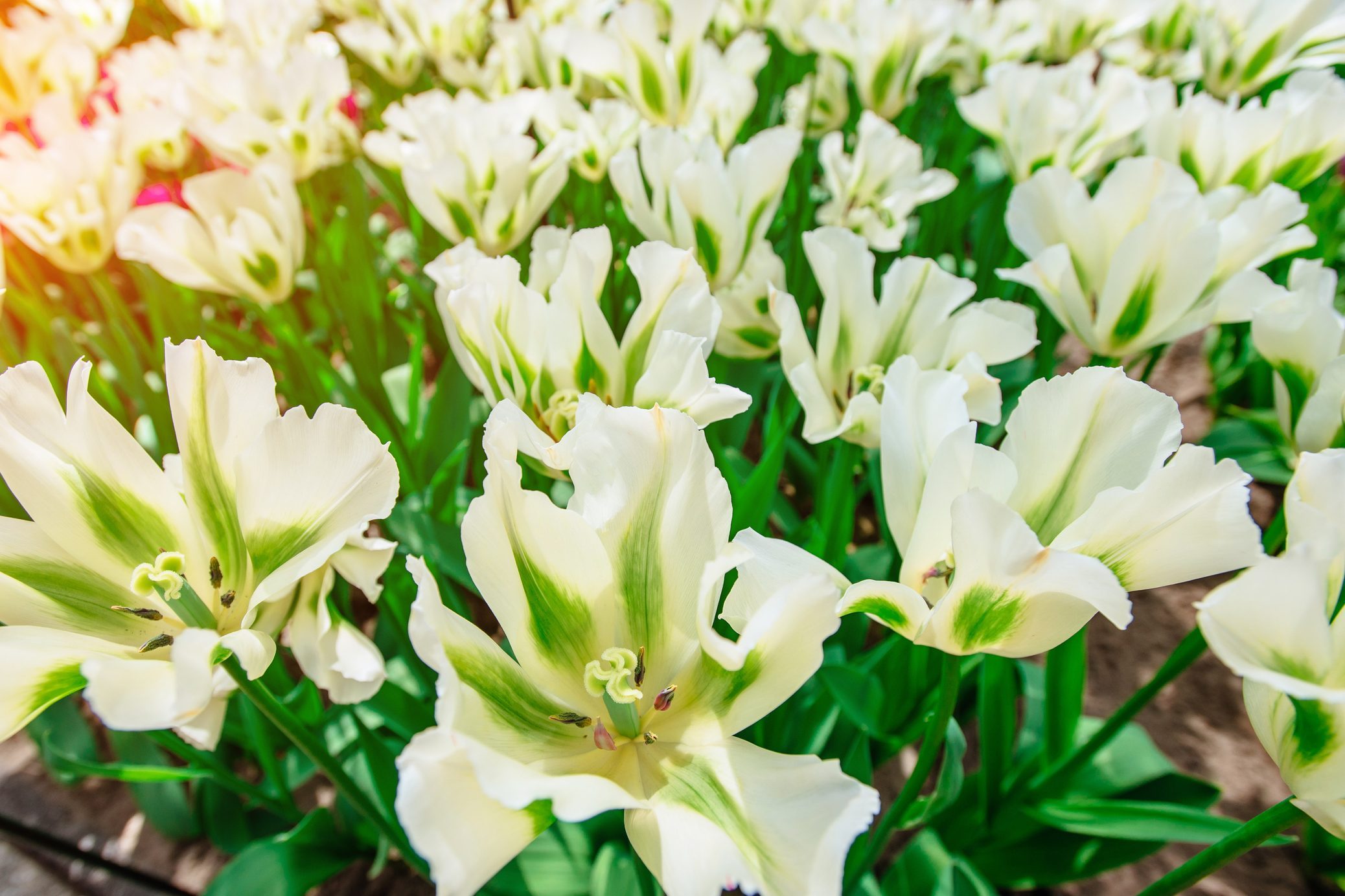 Beautiful white tulips. Tulipa 