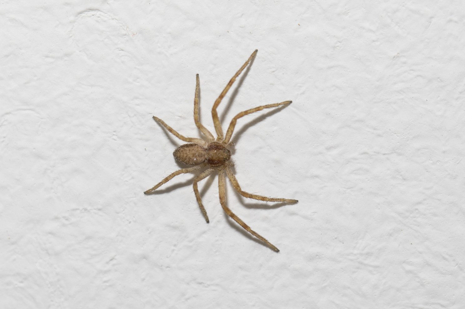 A small brown spider with long legs moves slowly across a textured white wall, creating a contrast against the smooth surface.