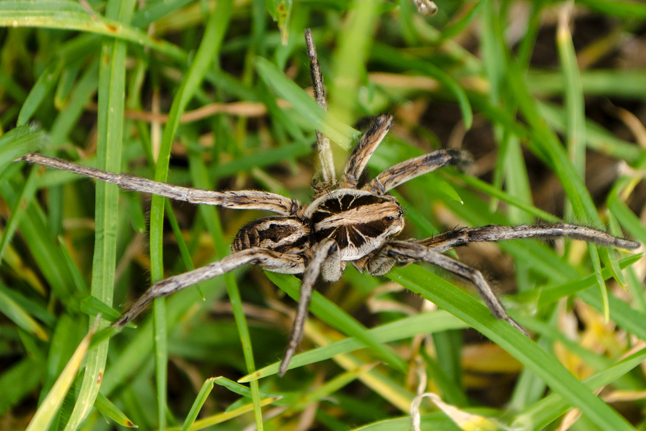A spider with distinct stripes moves across green grass, blending into the natural environment while showcasing its long legs and detailed body structure.