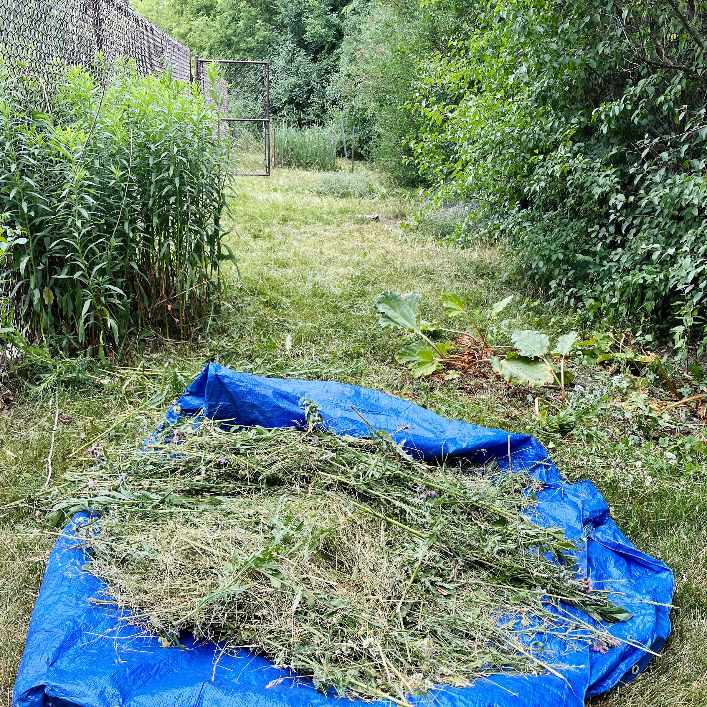 Img 6020 Ego String Trimmer