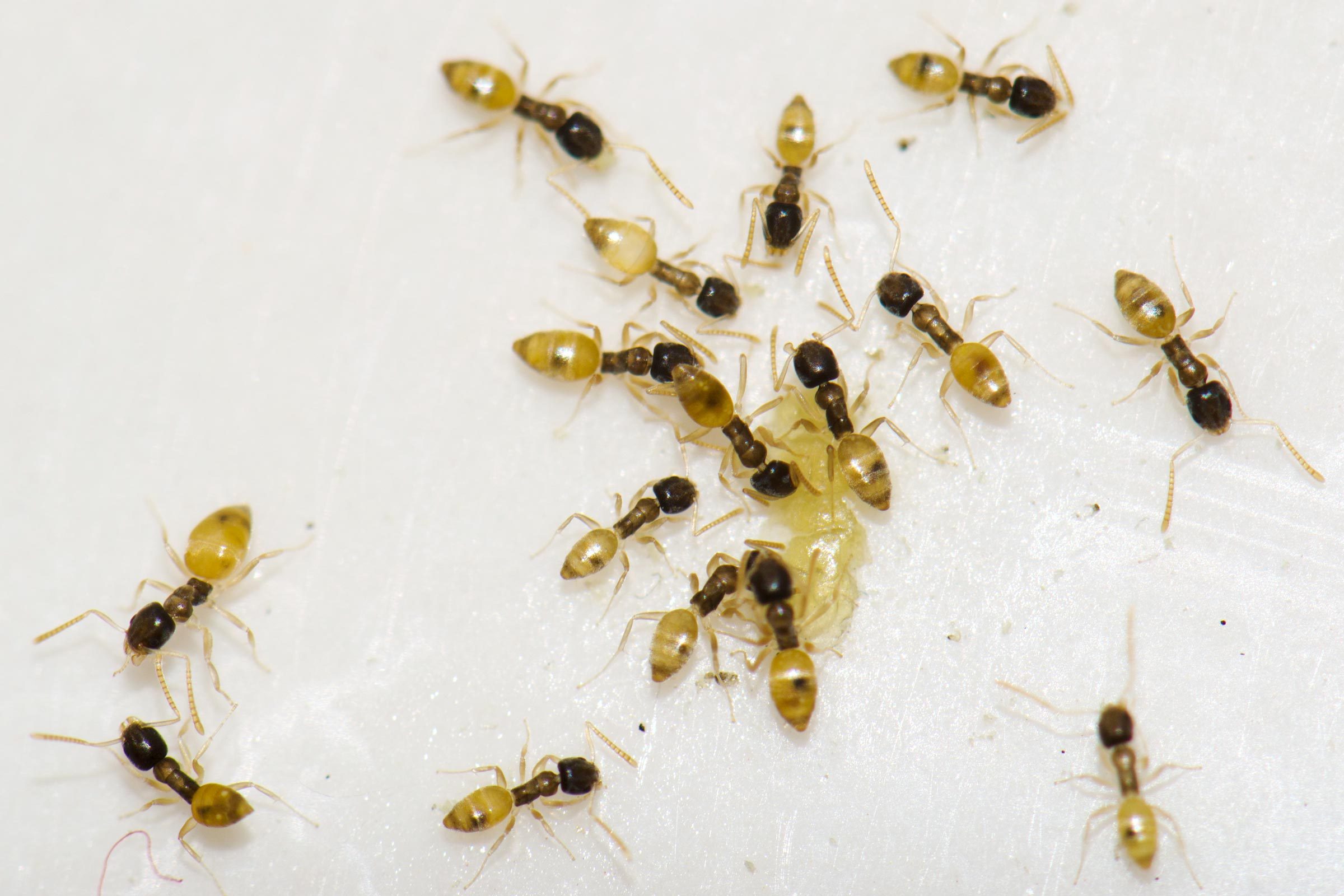 A Homeowner’s Guide to Ghost Ants