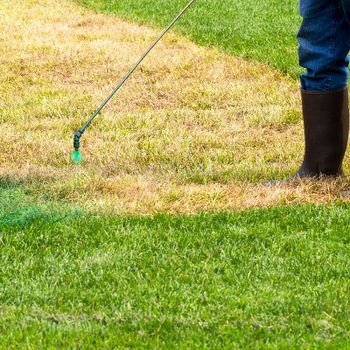 A person in dark rubber boots stands on grass, using a sprayer to apply treatment on a patch of brown, dry grass among green grass.