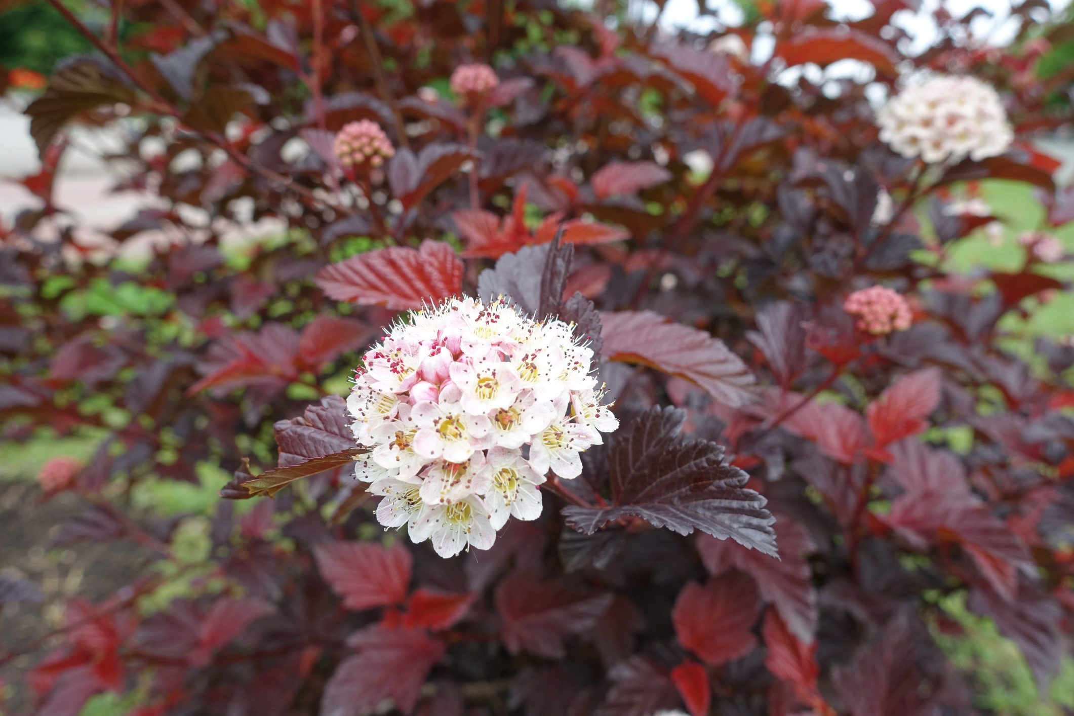 Bloom of purple leaved Physocarpus opulifolius in May