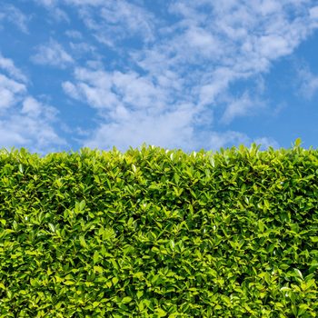 A lush green hedge stands tall against a clear blue sky dotted with small clouds, creating a vibrant natural border.