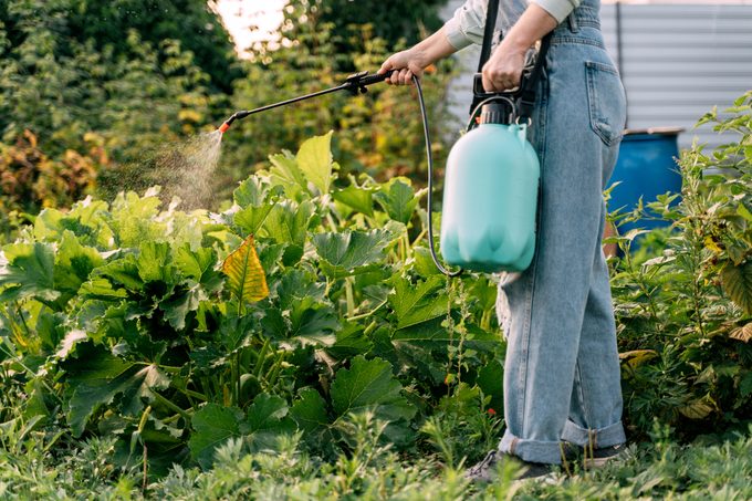 A woman sprays plants with chemicals from pests.