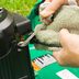 How to Check Oil in a Lawn Mower