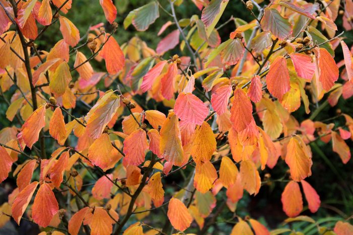 Colorful autumn leaves