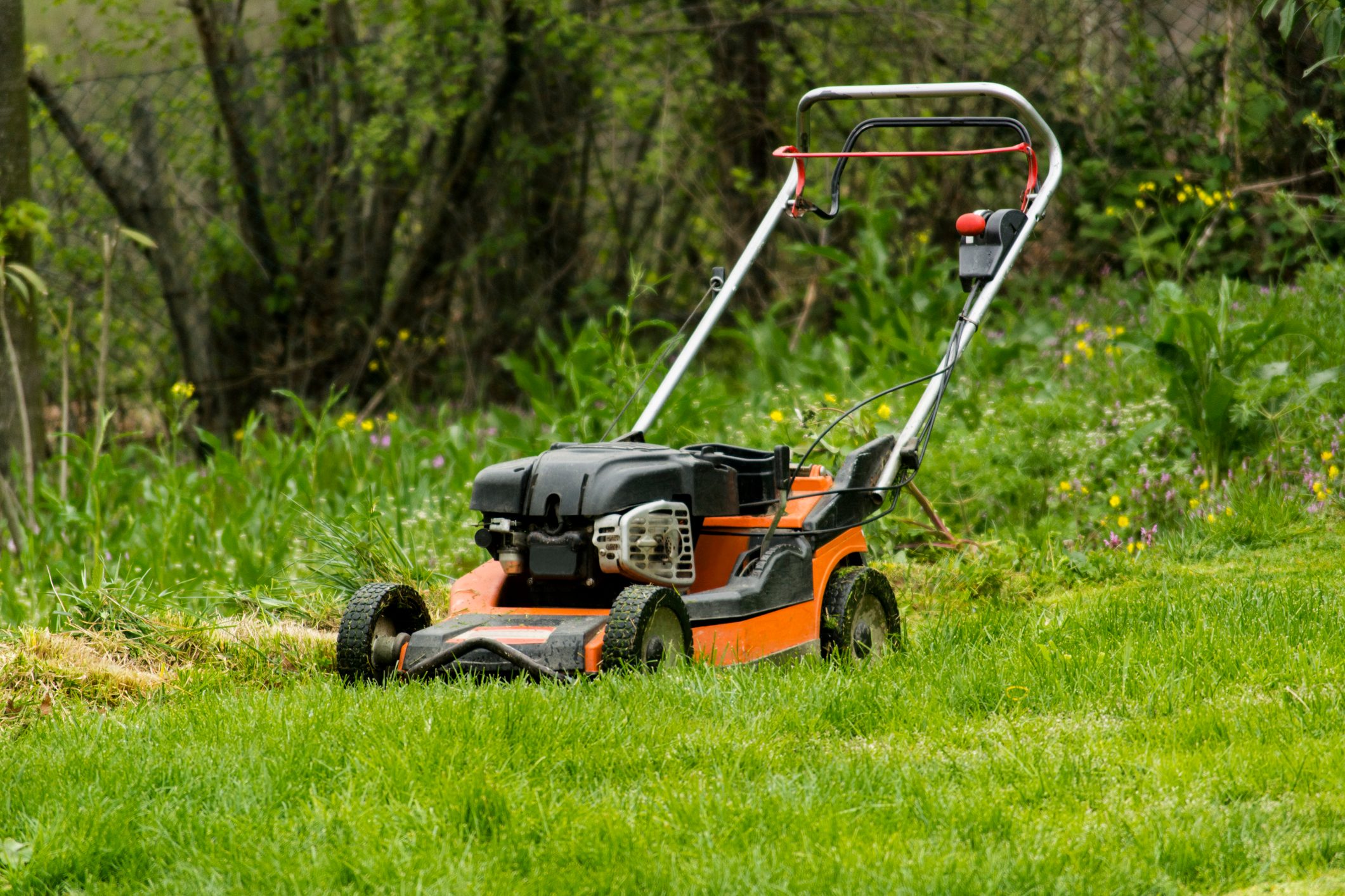 A lawn mower stands on lush green grass, actively cutting the grass while surrounded by untrimmed vegetation and scattered wildflowers in a natural setting.