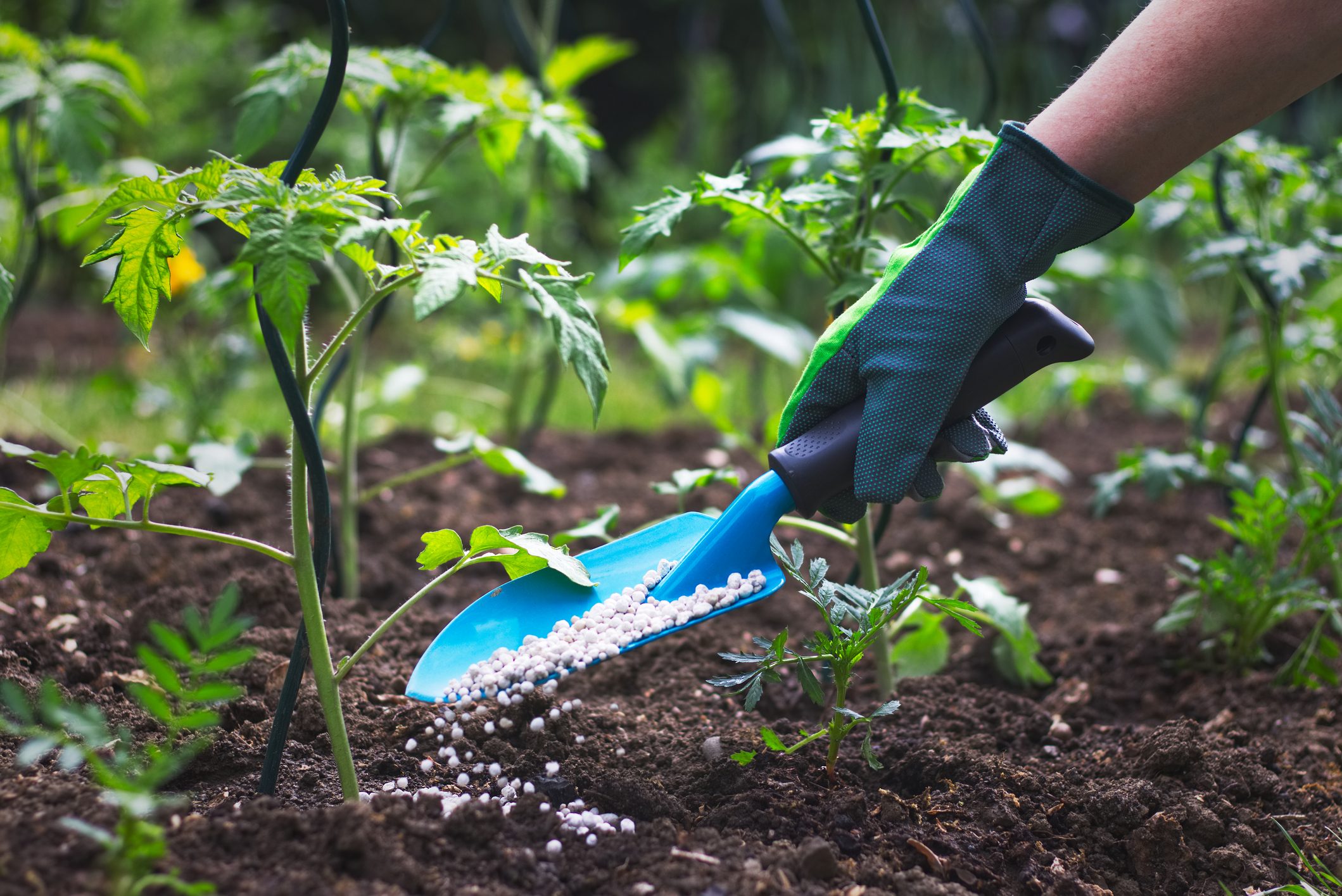 Plant Food vs. Fertilizer: What’s the Difference?