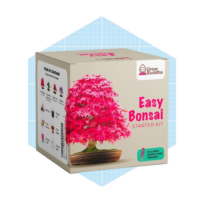 A vibrant bonsai tree illustration is displayed on a box labeled 