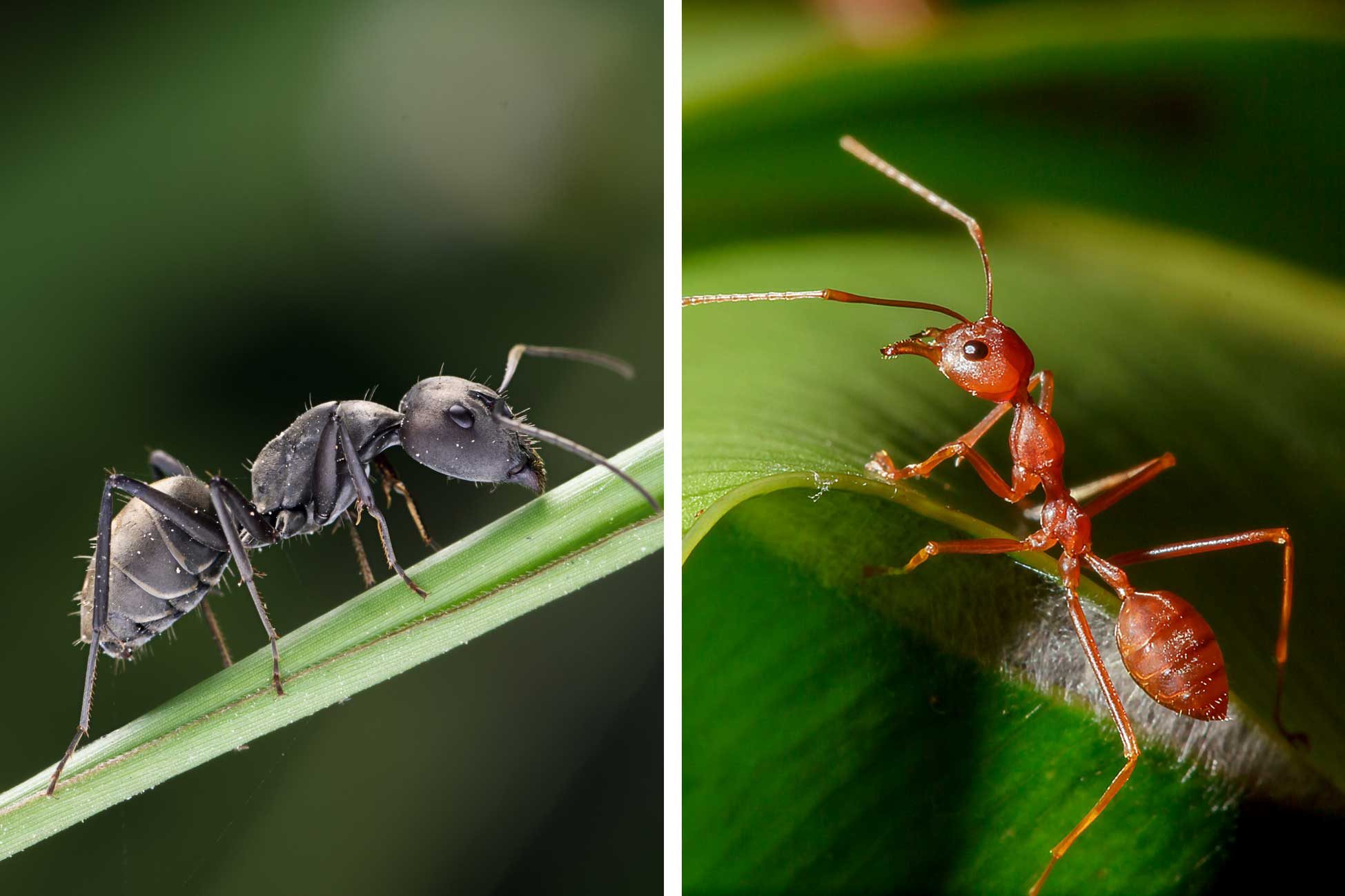 Red Ants vs. Fire Ants: What’s the Difference?