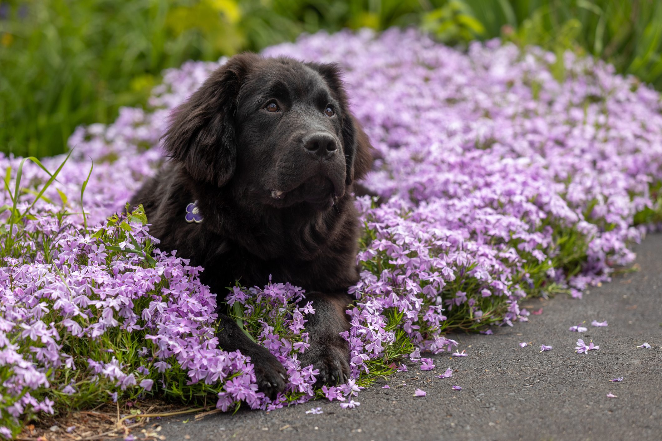 How to Keep Dogs Out of Your Flower Beds