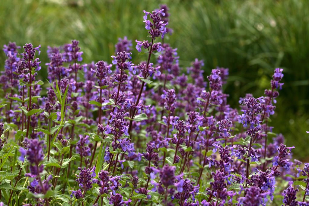 Purple flowers bloom densely, swaying gently in a light breeze, surrounded by lush green grass in a vibrant garden setting.