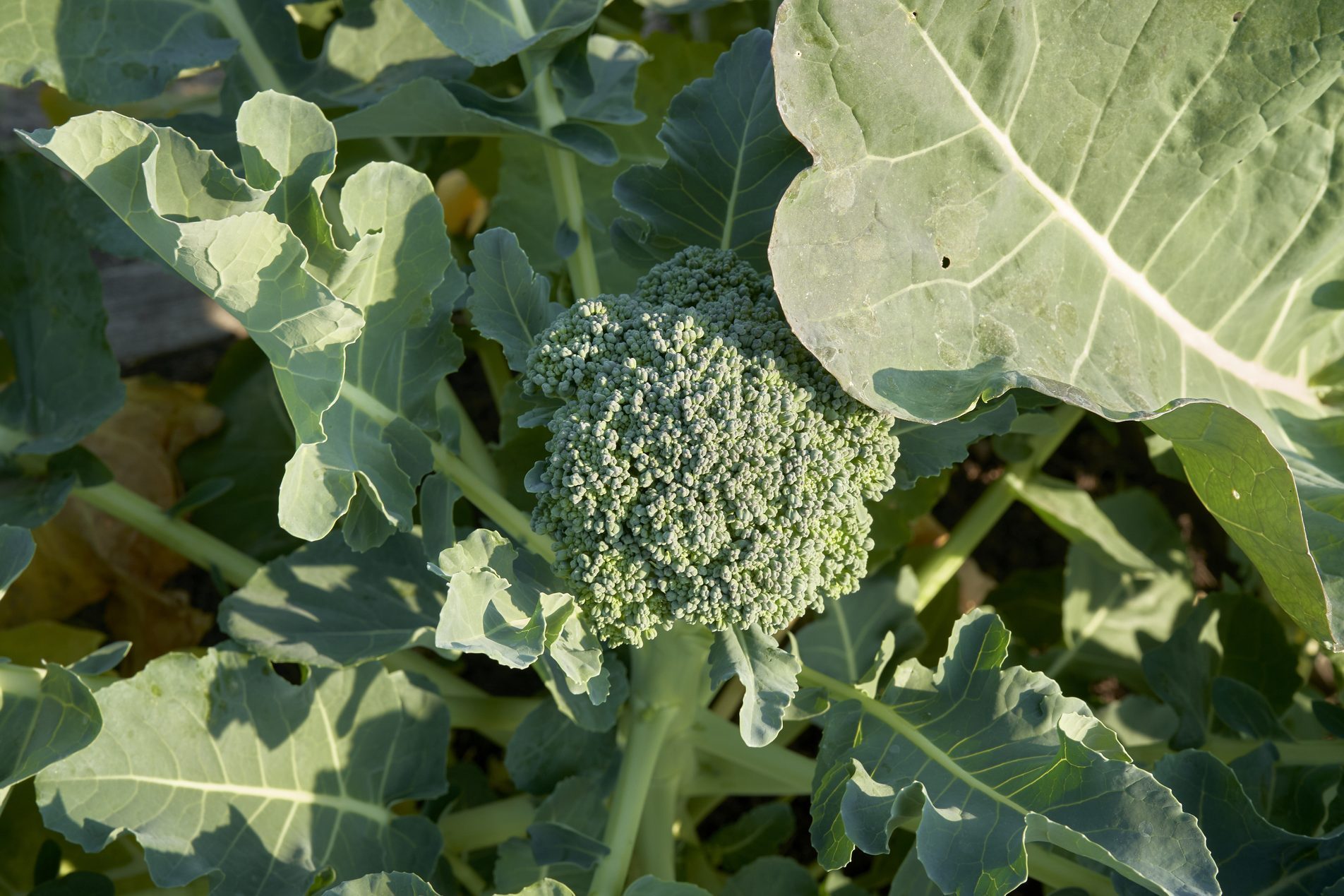 Cauliflower. Heaps of beautiful green