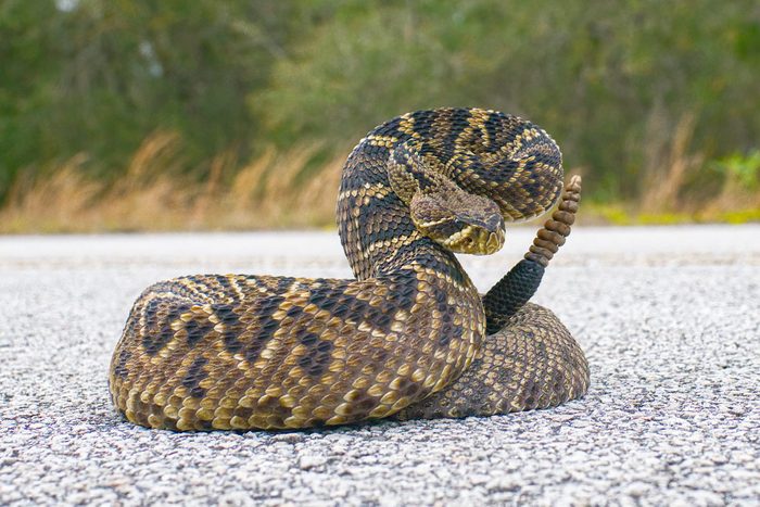 the king of all rattlesnake in the world, Eastern Diamondback rattler - Crotalus Adamanteus - in strike pose facing camera. 9 rattles and one button