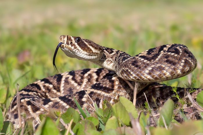 Eastern diamondback rattlesnake