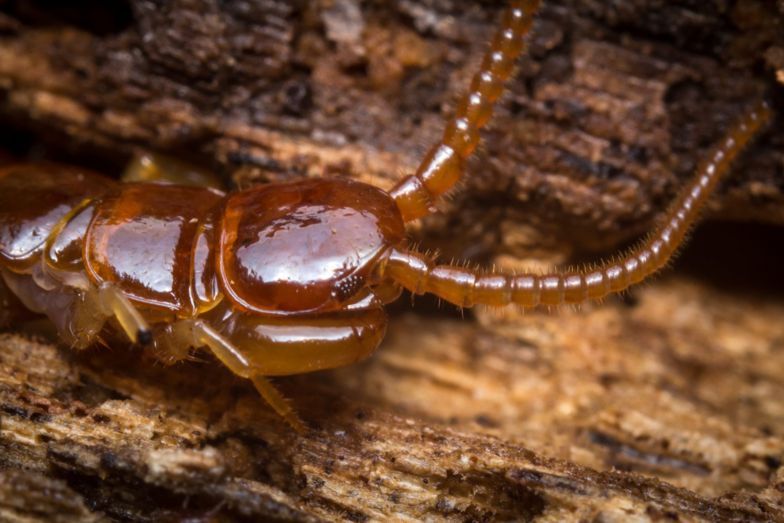 Cryptopid Centipede Theatops californiensis