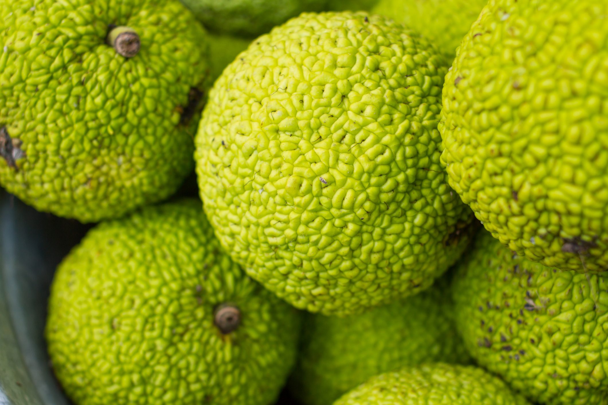 Bright green, textured spheres pile together, resembling large fruit, sitting closely in a dark container.
