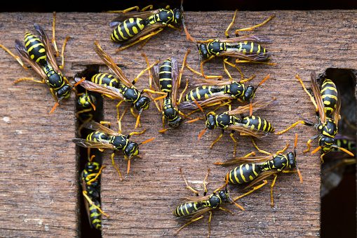 This Easy DIY Natural Wasp Killer Hack Will Kill Wasps Quickly