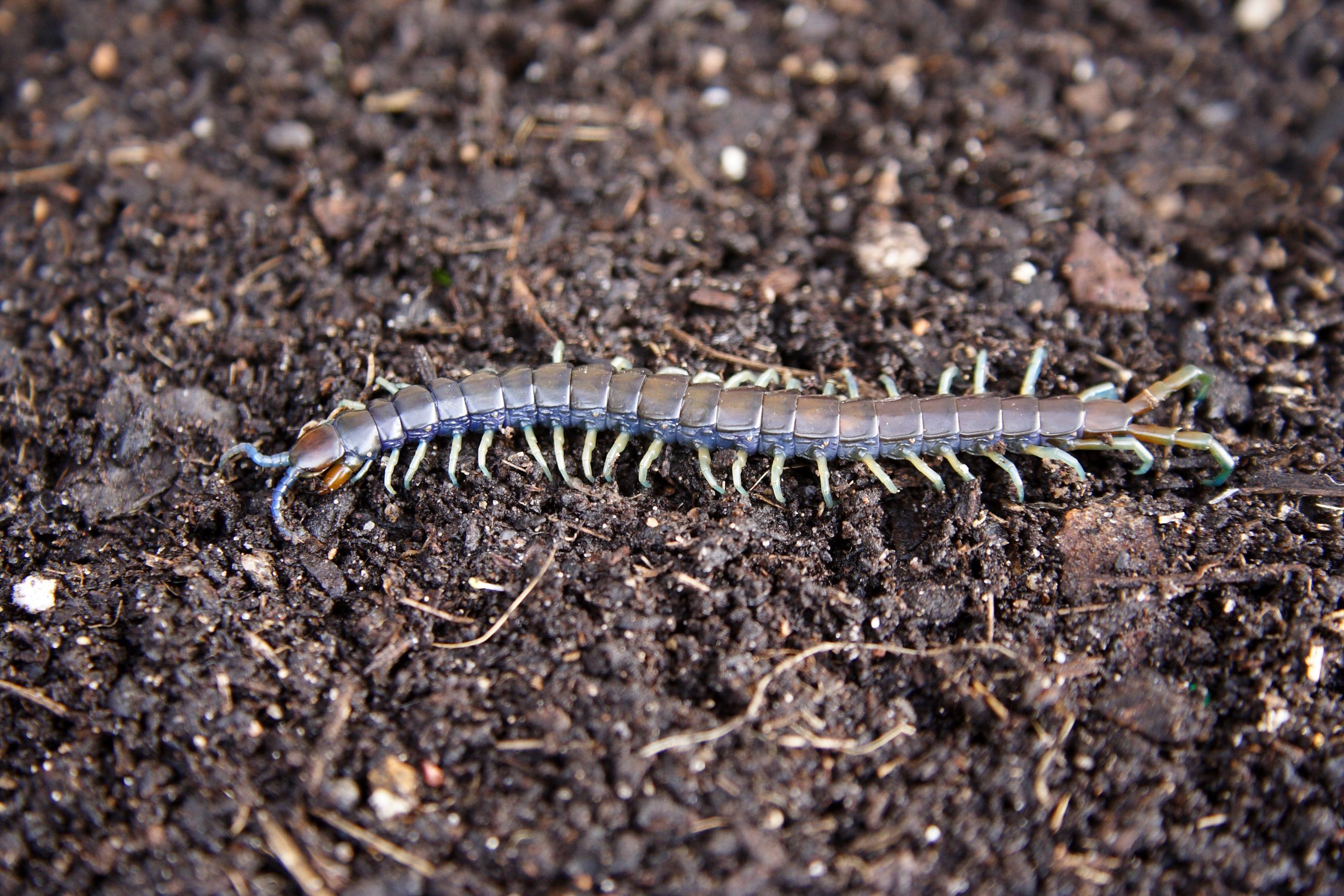Scolopendrid centipede