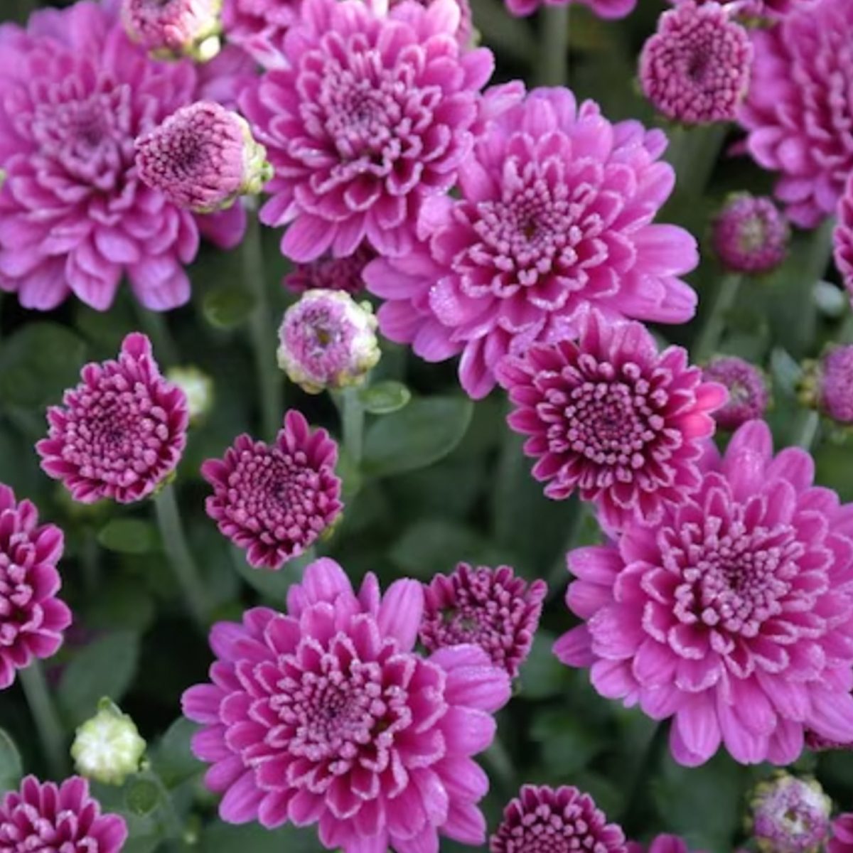 Clusters of vibrant pink chrysanthemums bloom, displaying various stages of openness amidst green foliage, creating a lush, colorful floral environment.