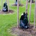 Do Tree Watering Bags Really Work? Pros and Cons