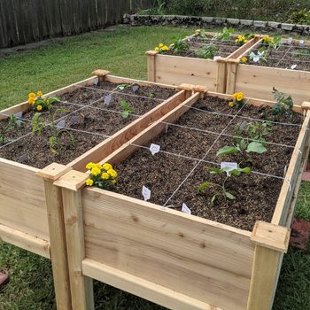 Wooden raised garden beds hold various plants and flowers, surrounded by grass in a backyard setting. Some plants are labeled with tags.
