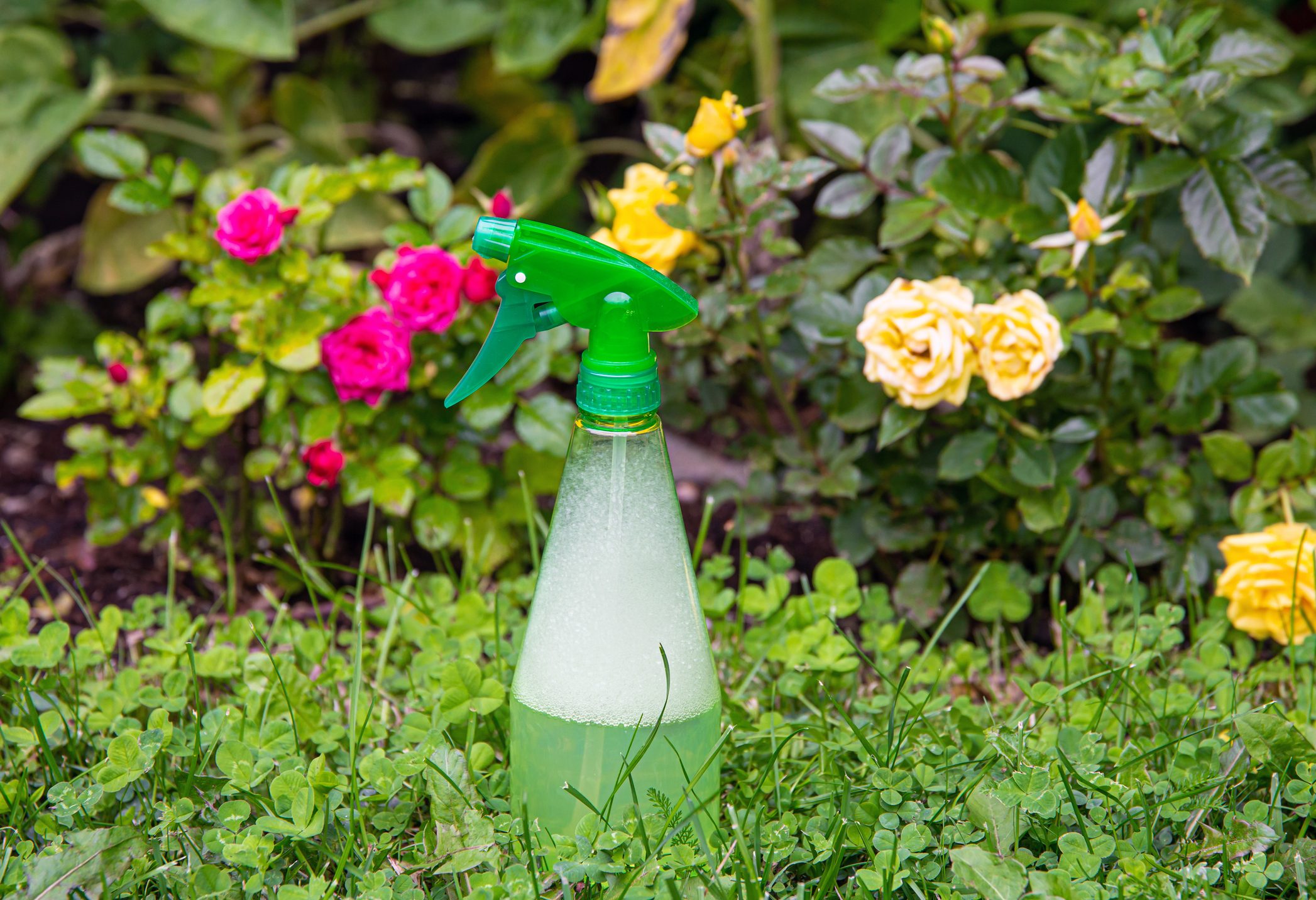 Using homemade insecticidal insect spray in home garden to protect roses from insects or fungus. Spray bottle with foamy liquid inside against rose bushes.