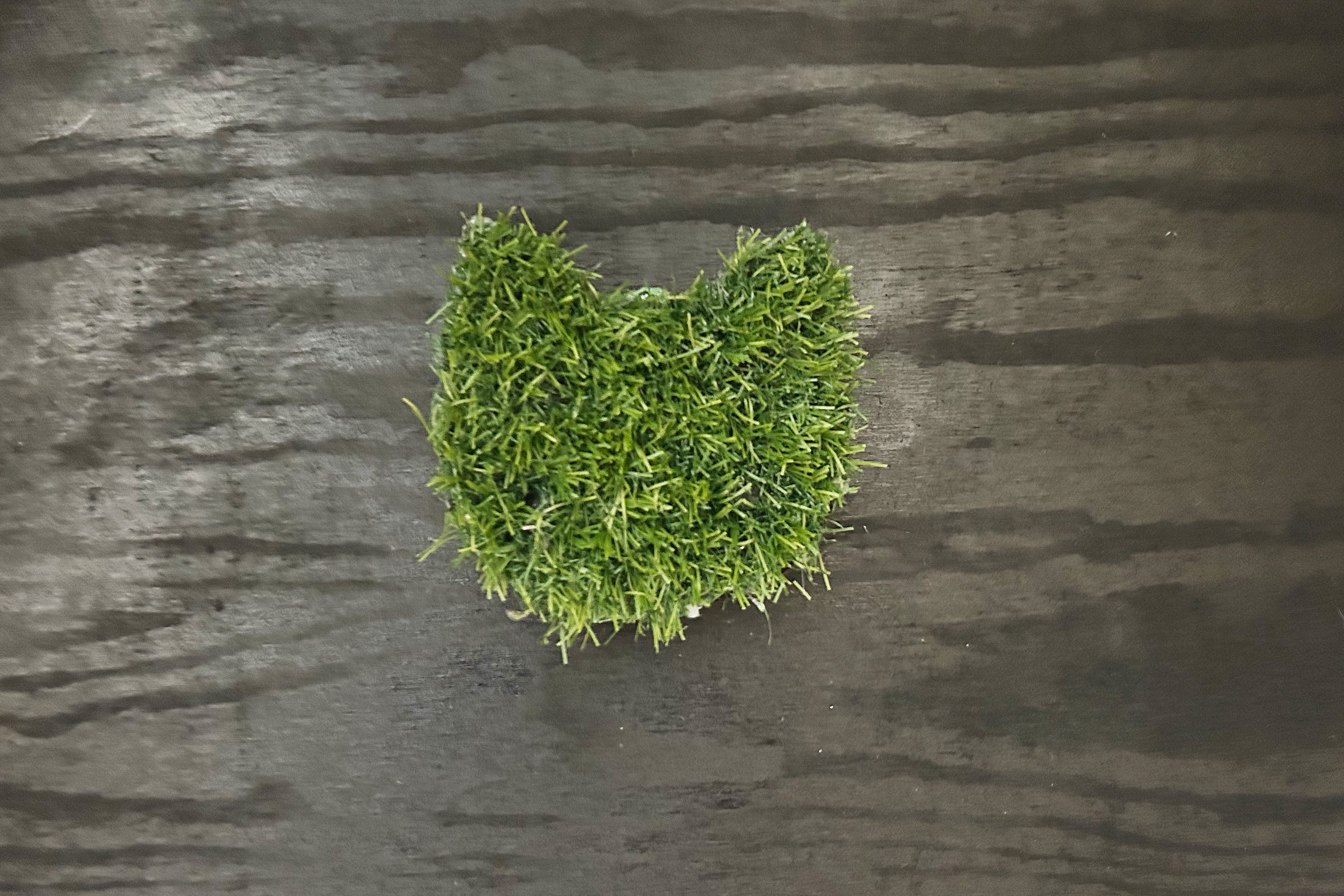 A small patch of green moss shaped like a cat sits on a dark wooden surface, blending natural elements with a playful design.