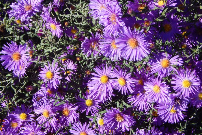 New England Asters (or novae-angliae asters). Beautiful lilac flowers bloom until late autumn. Aster varieties purple dome.