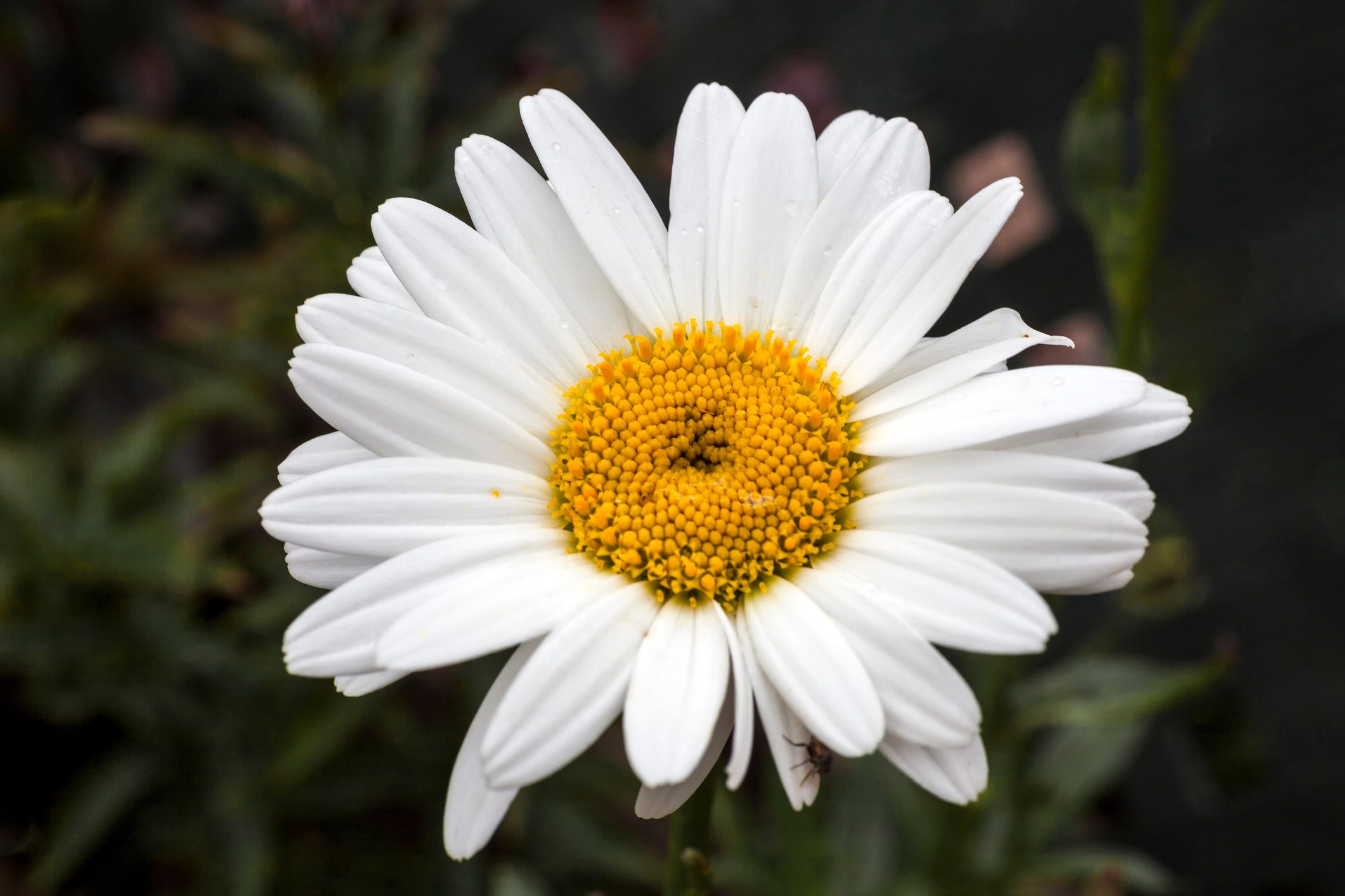 Leucanthemum x superbum 