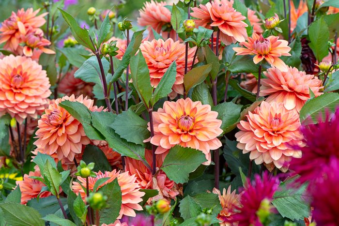 Close-up image of the beautiful summer flowering orange