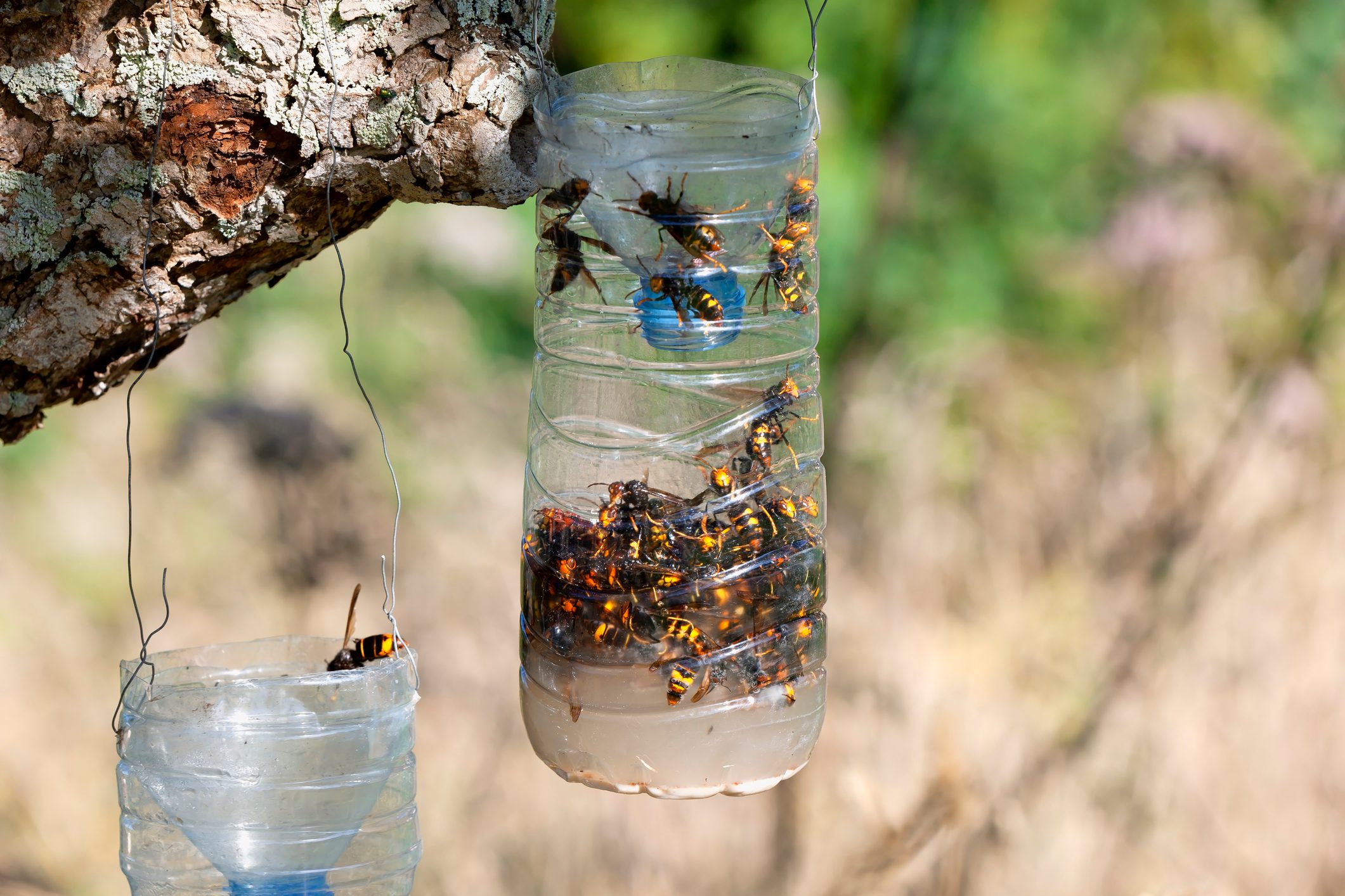 Homemade traps to fight the invasion of the Asian giant hornet in Spain