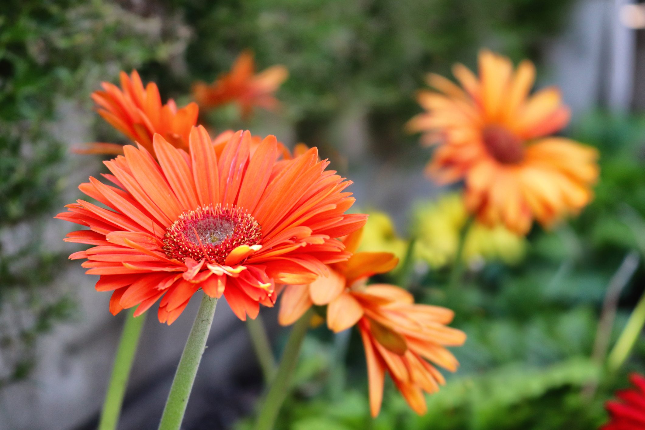 Festive Gerberas