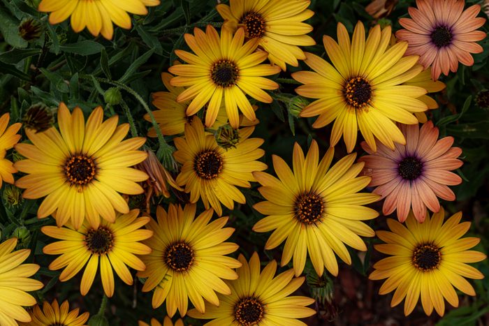 Beautiful Daisy colours in our garden,High angle view of yellow flowering plants,West Pymble,New South Wales,Australia