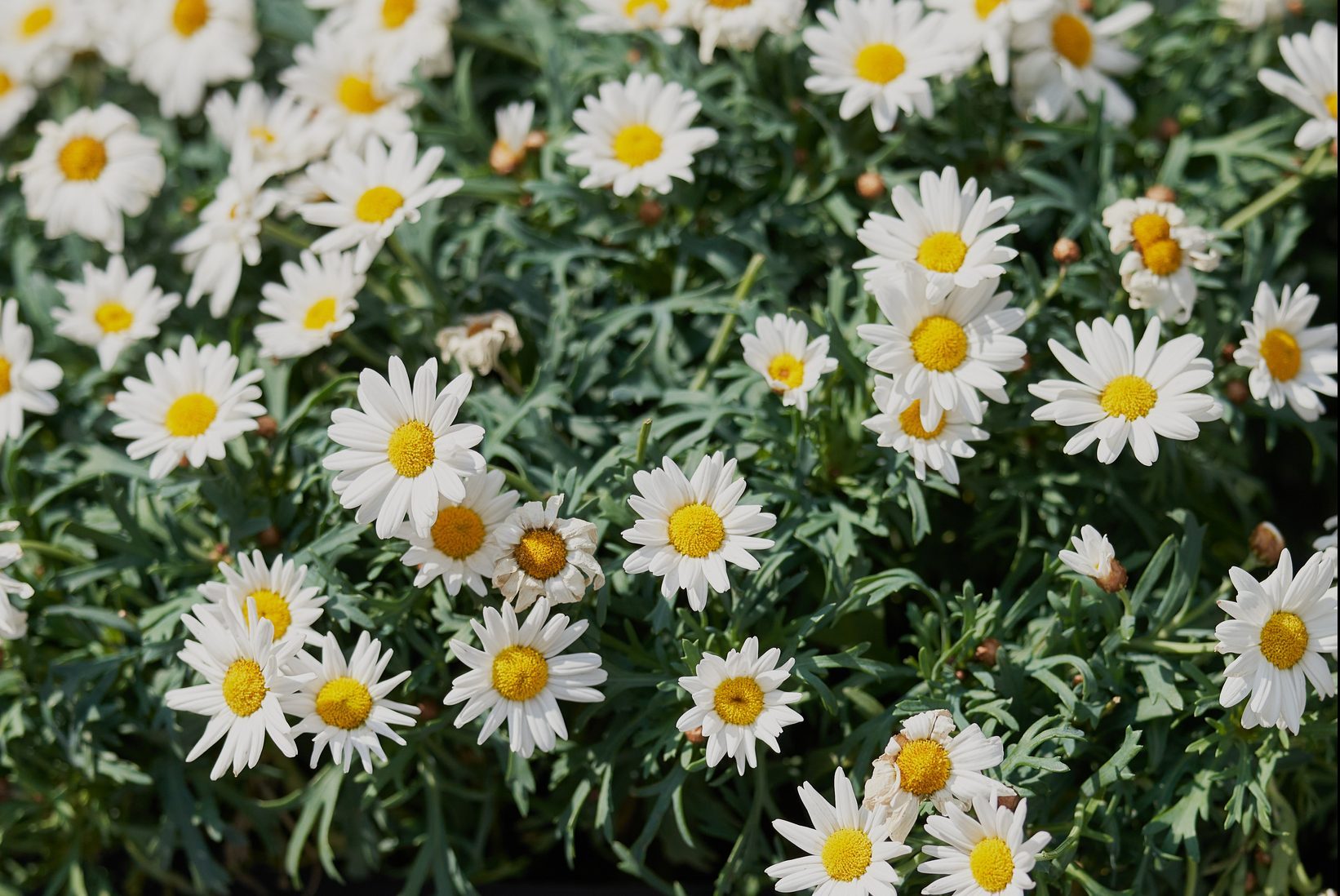 Leucanthemum vulgare