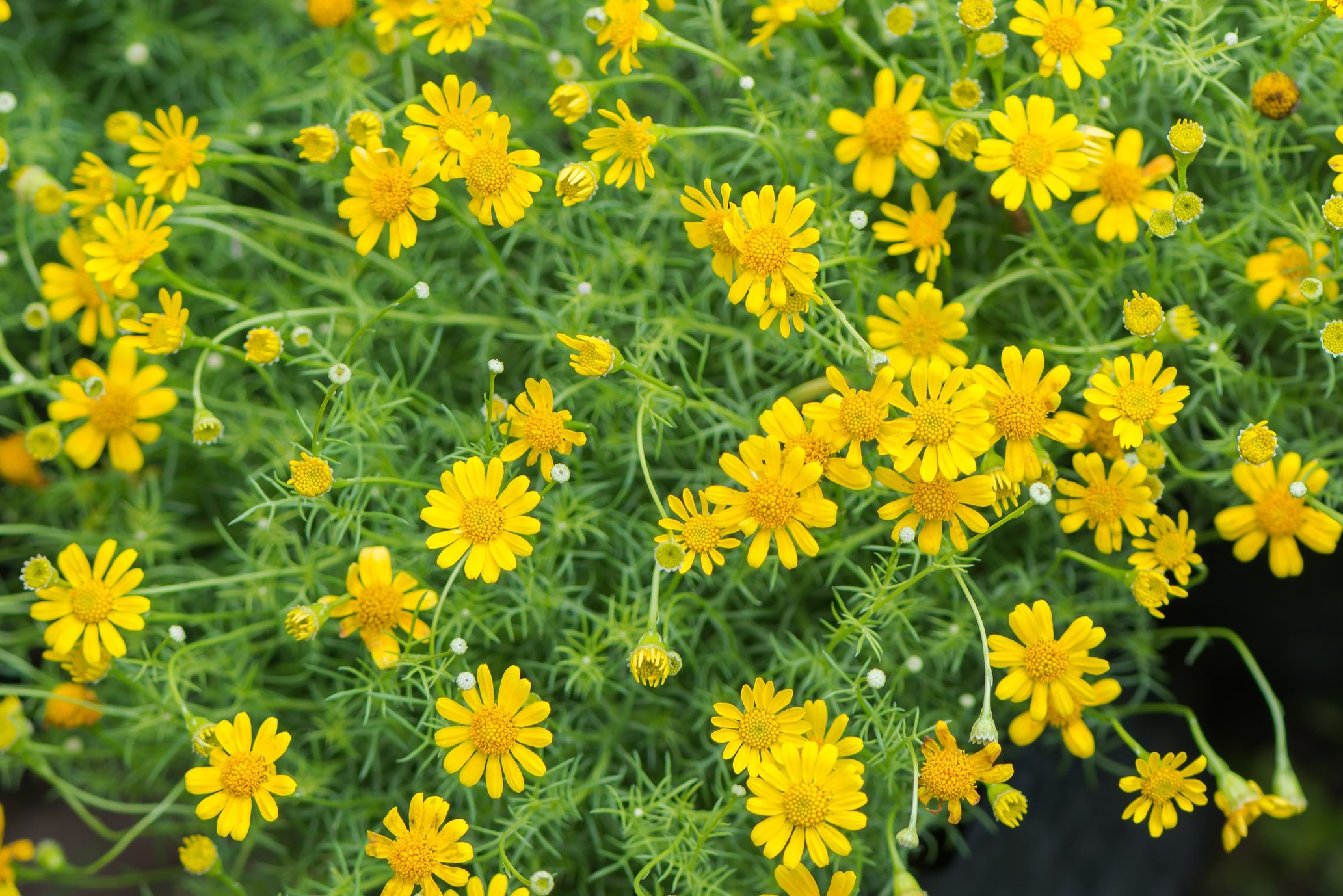 yellow Dahlberg daisy flower