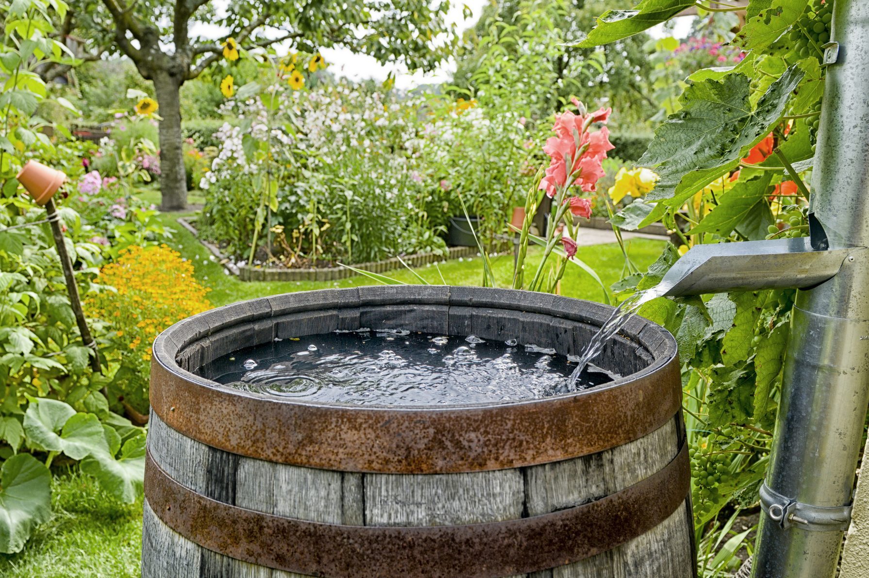 Beginner’s Guide to Rainwater Harvesting