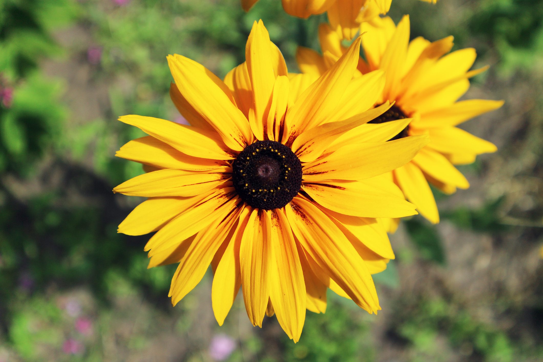 Rudbeckia 