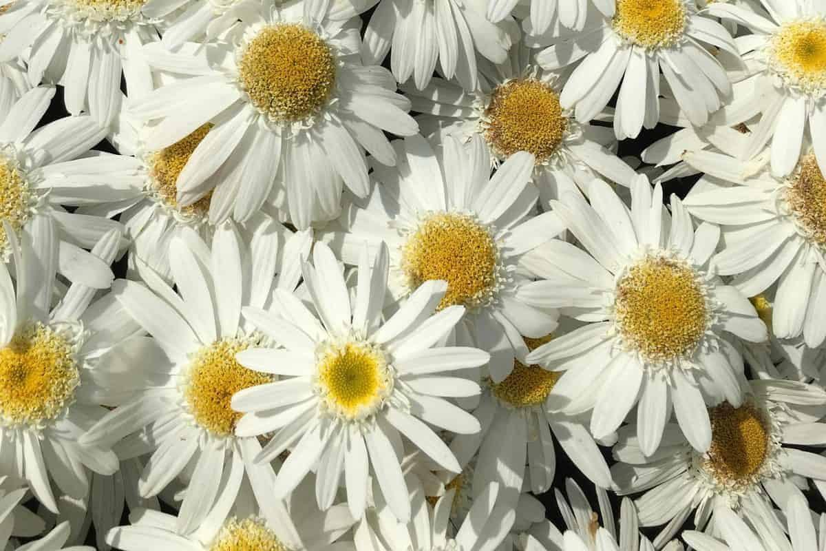 Leucanthemum