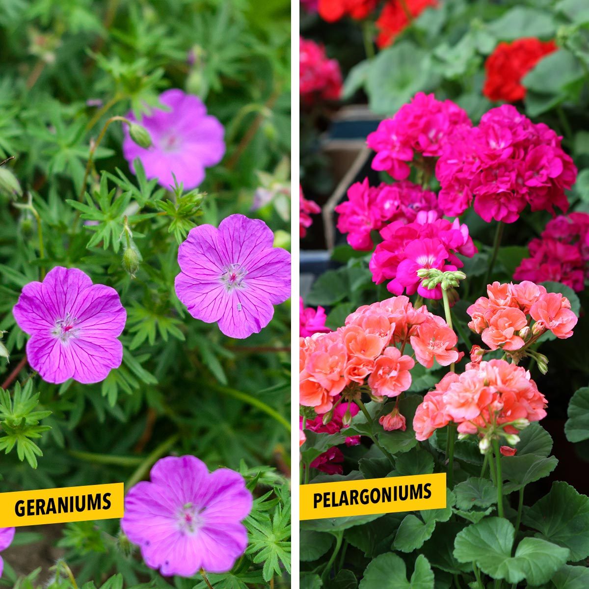 What’s the Difference Between Geraniums and Pelargoniums?