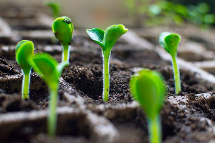 Fresh seedlings of marrow (zucchini )