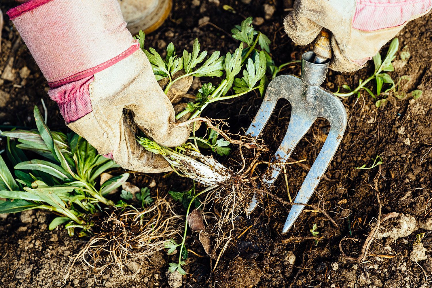 Unrecognizable woman removing a weed from her flowerbed